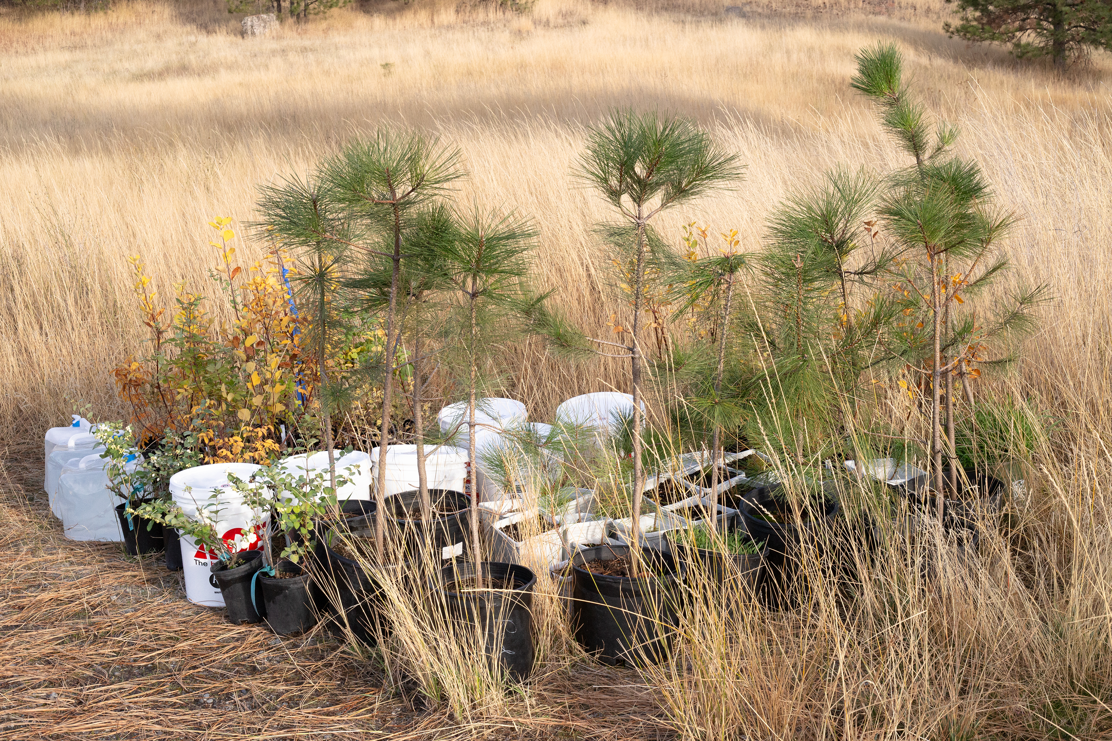 Serviceberry (30), Snowberry (30), Ponderosa Pine (30), Wood's Rose (5)