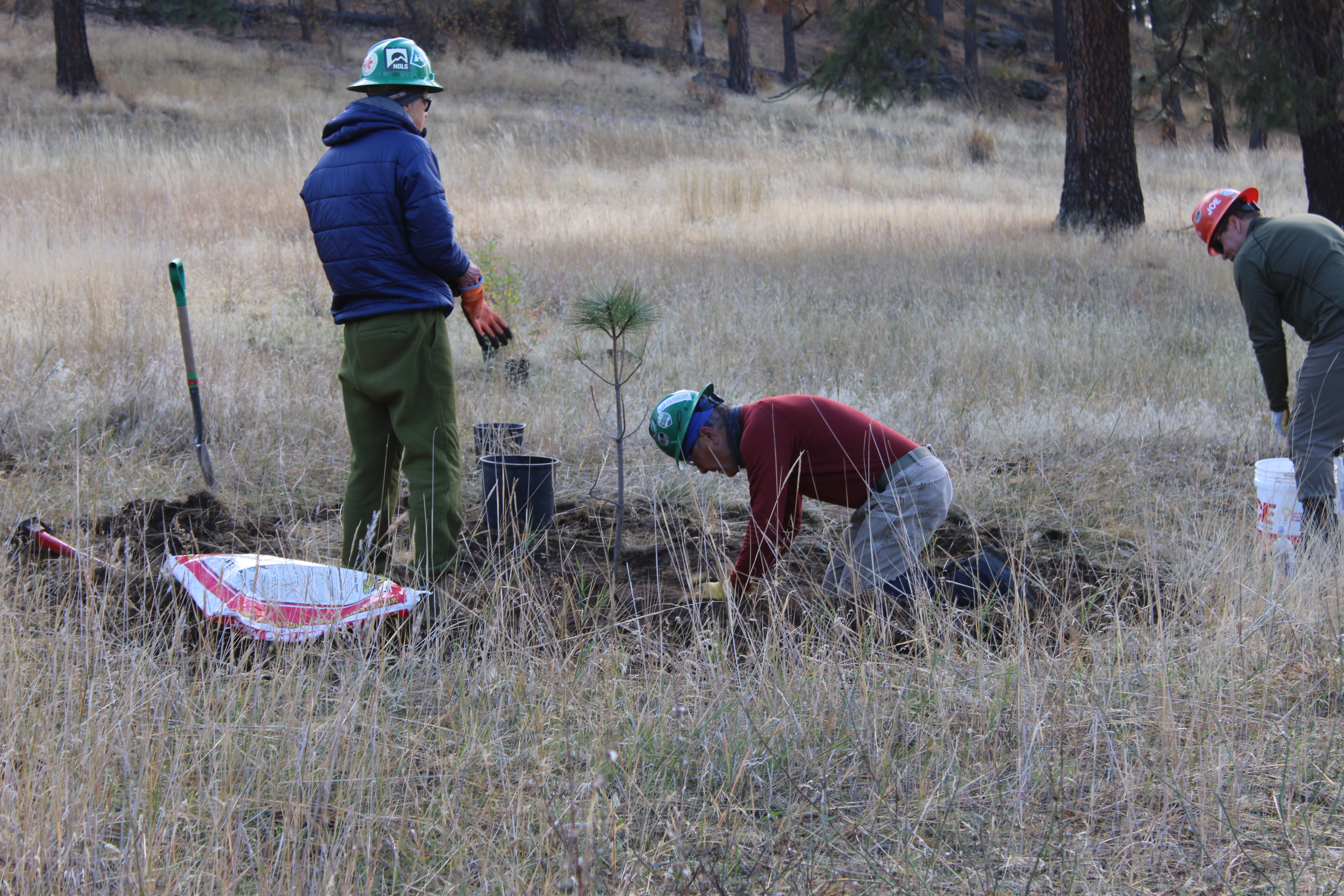 Volunteers planting a Ponderosa Pine