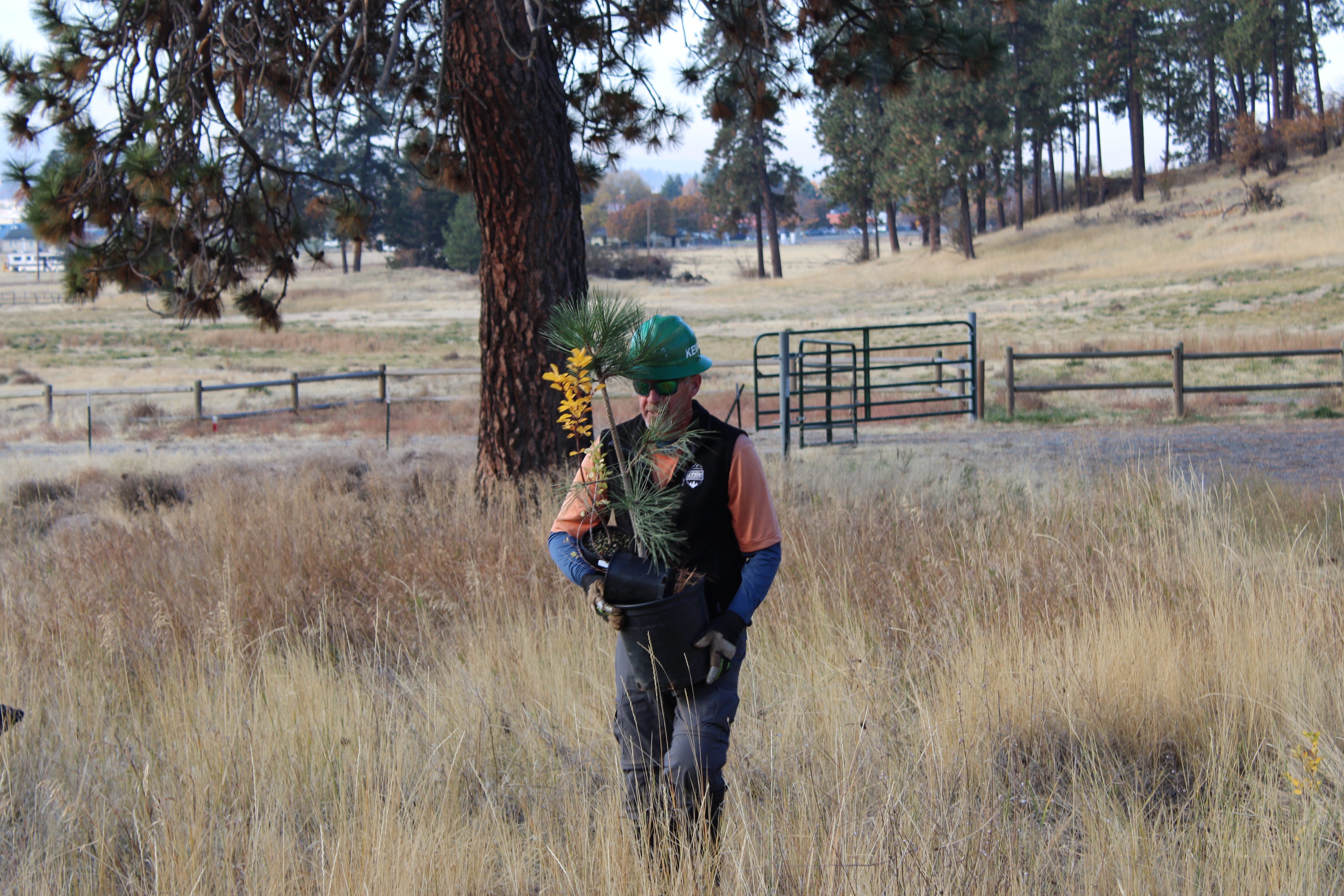Volunteer holding a Ponderosa Pine & Serviceberry