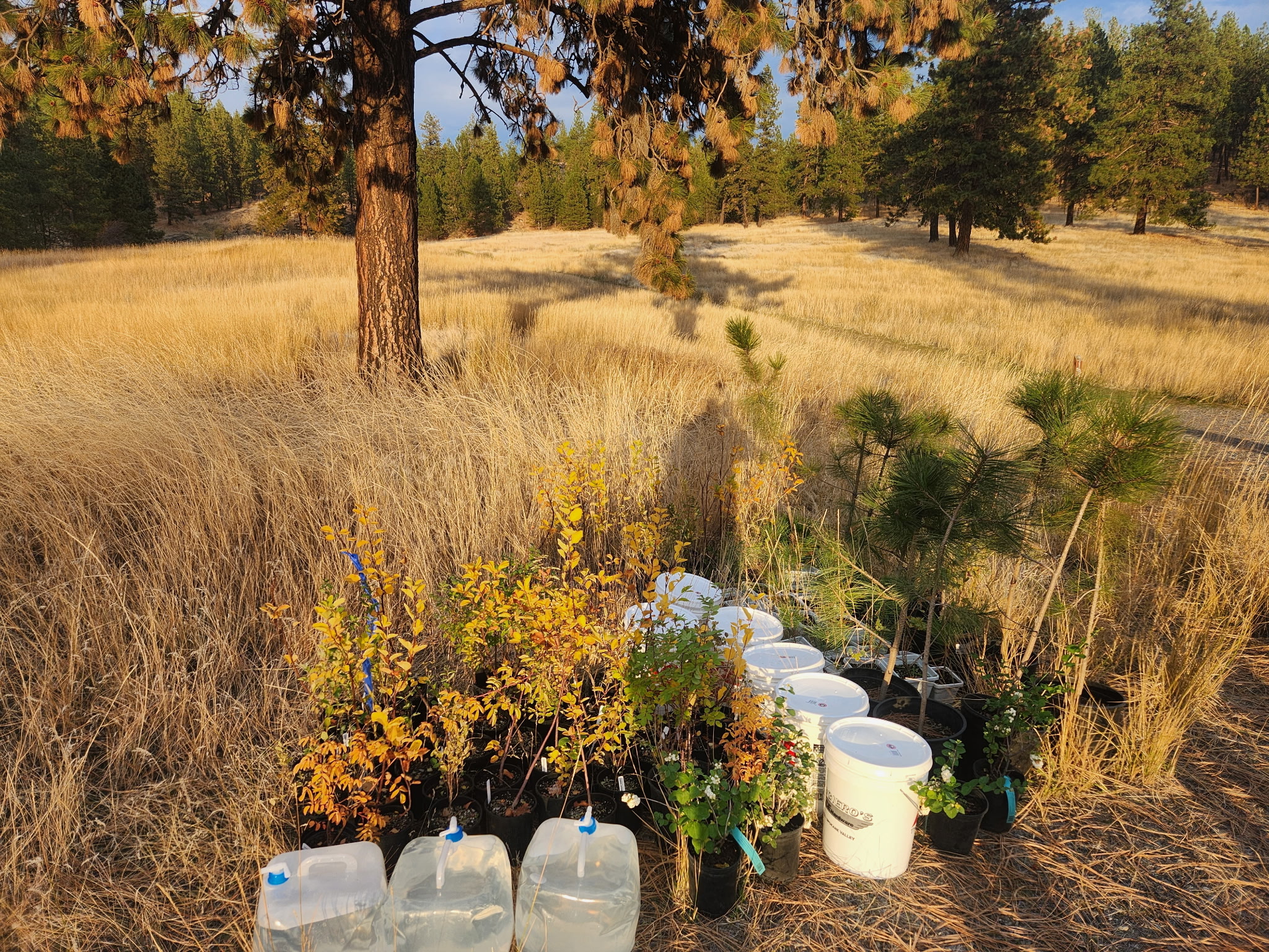 Native conifer species