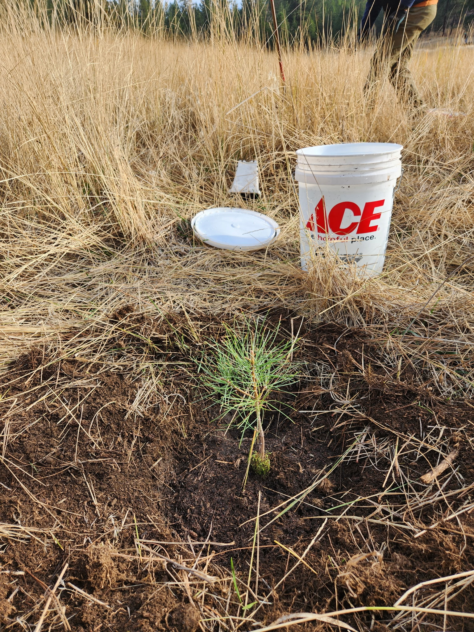 An image of a newly planted conifer from the work party