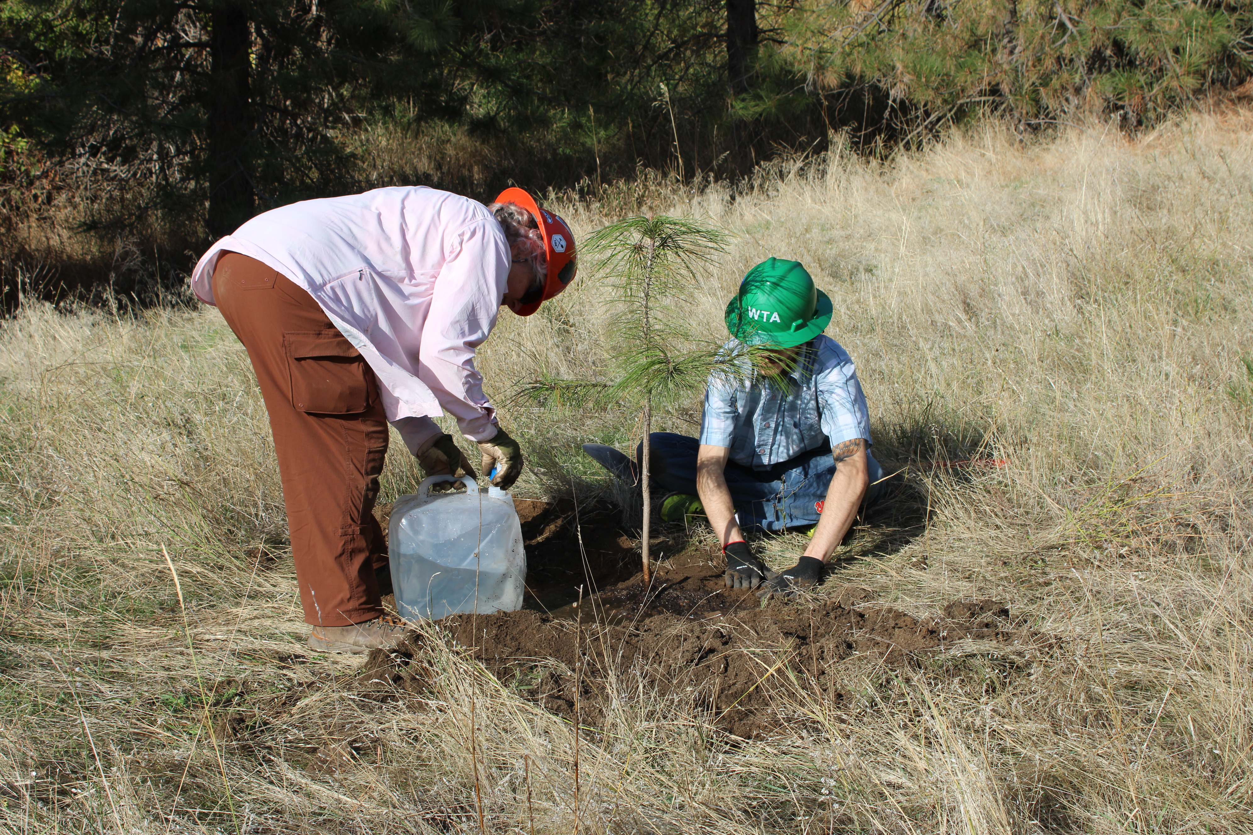 Volunteers planting a Ponderosa Pine