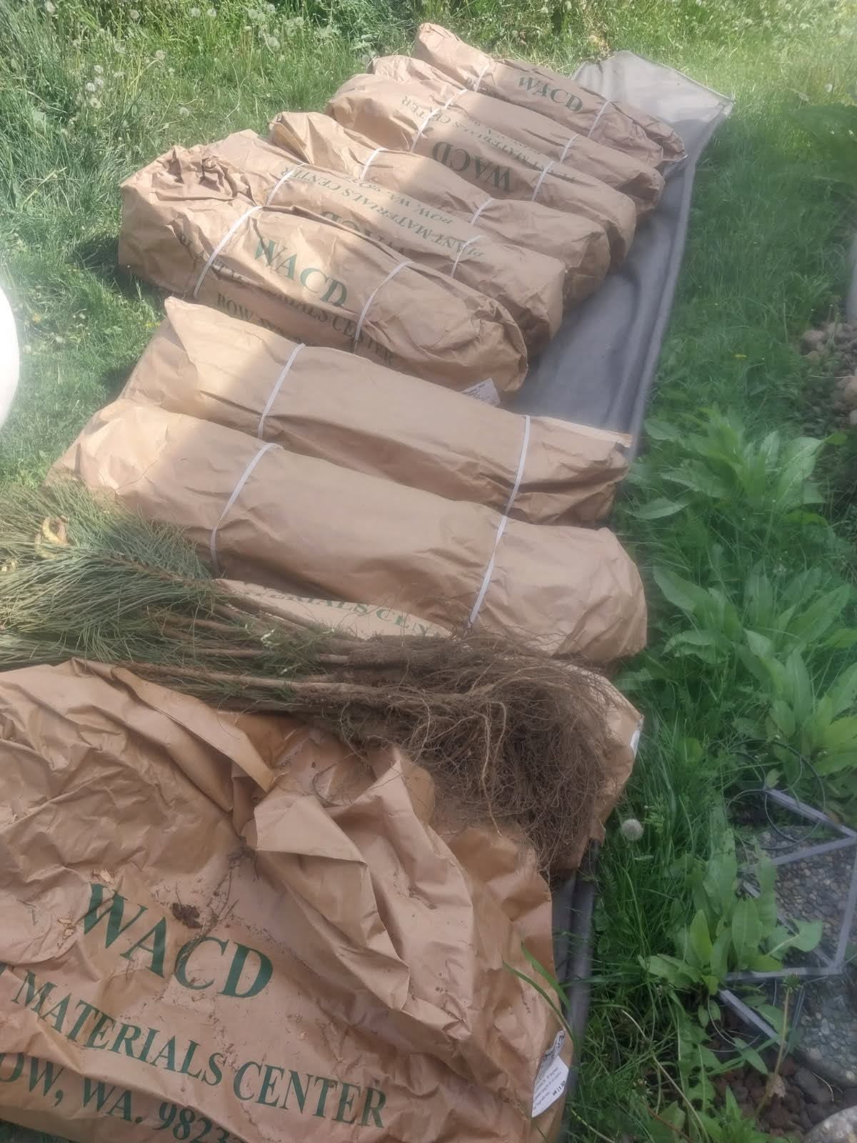 Meenach Park Planting