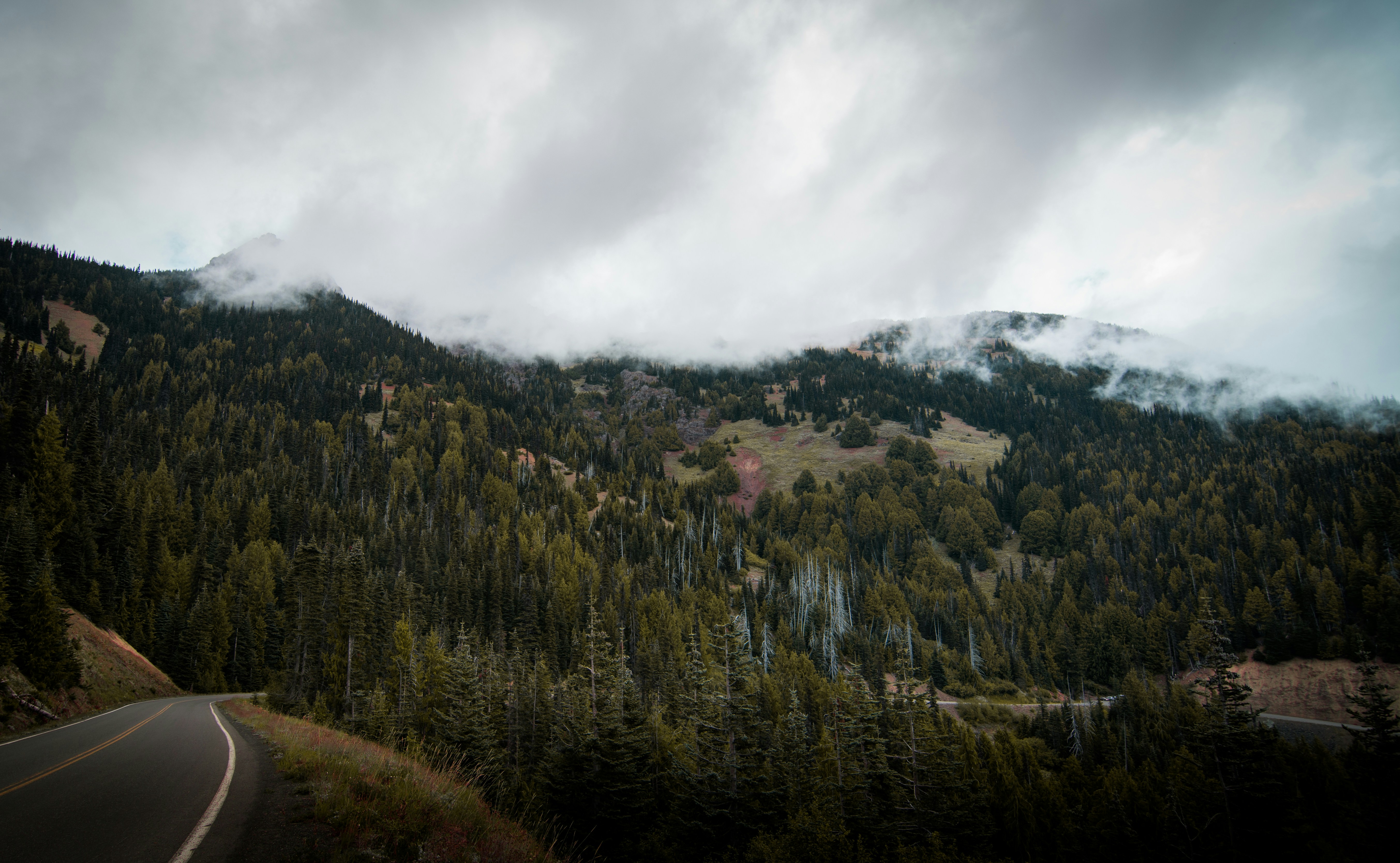 Forest background